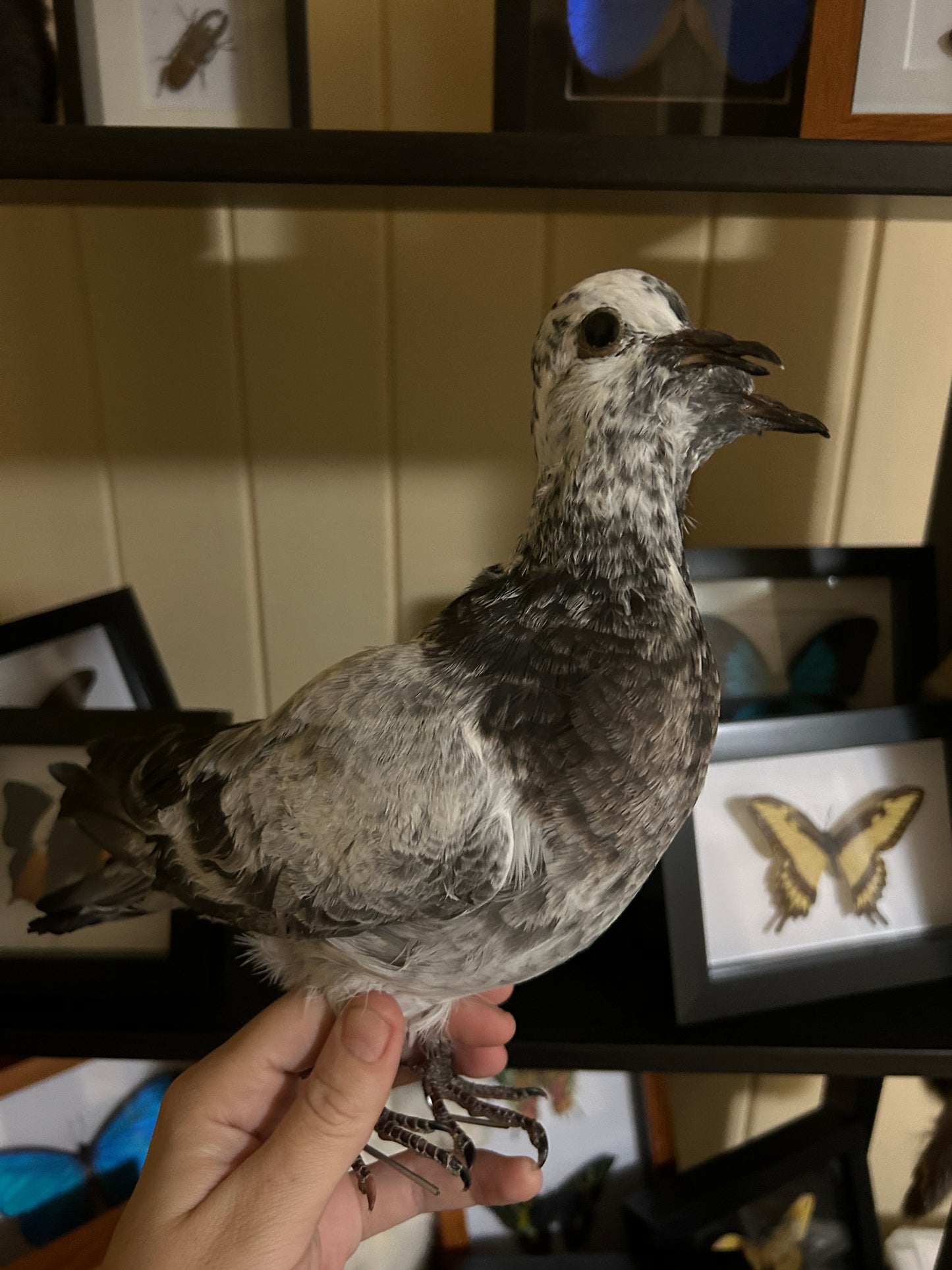 Two Headed Taxidermy Pigeon