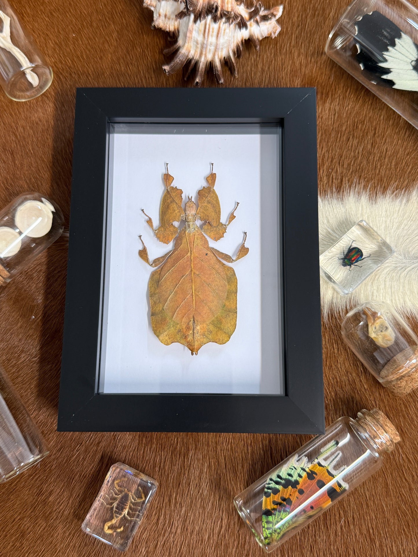 Phyllium pulchrifolium Leaf Insect Frame - Orange Female RARE