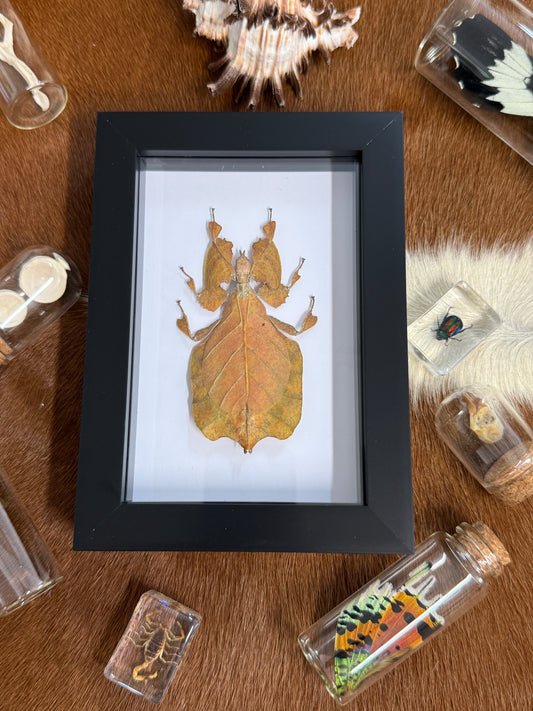 Phyllium pulchrifolium Leaf Insect Frame - Orange Female RARE