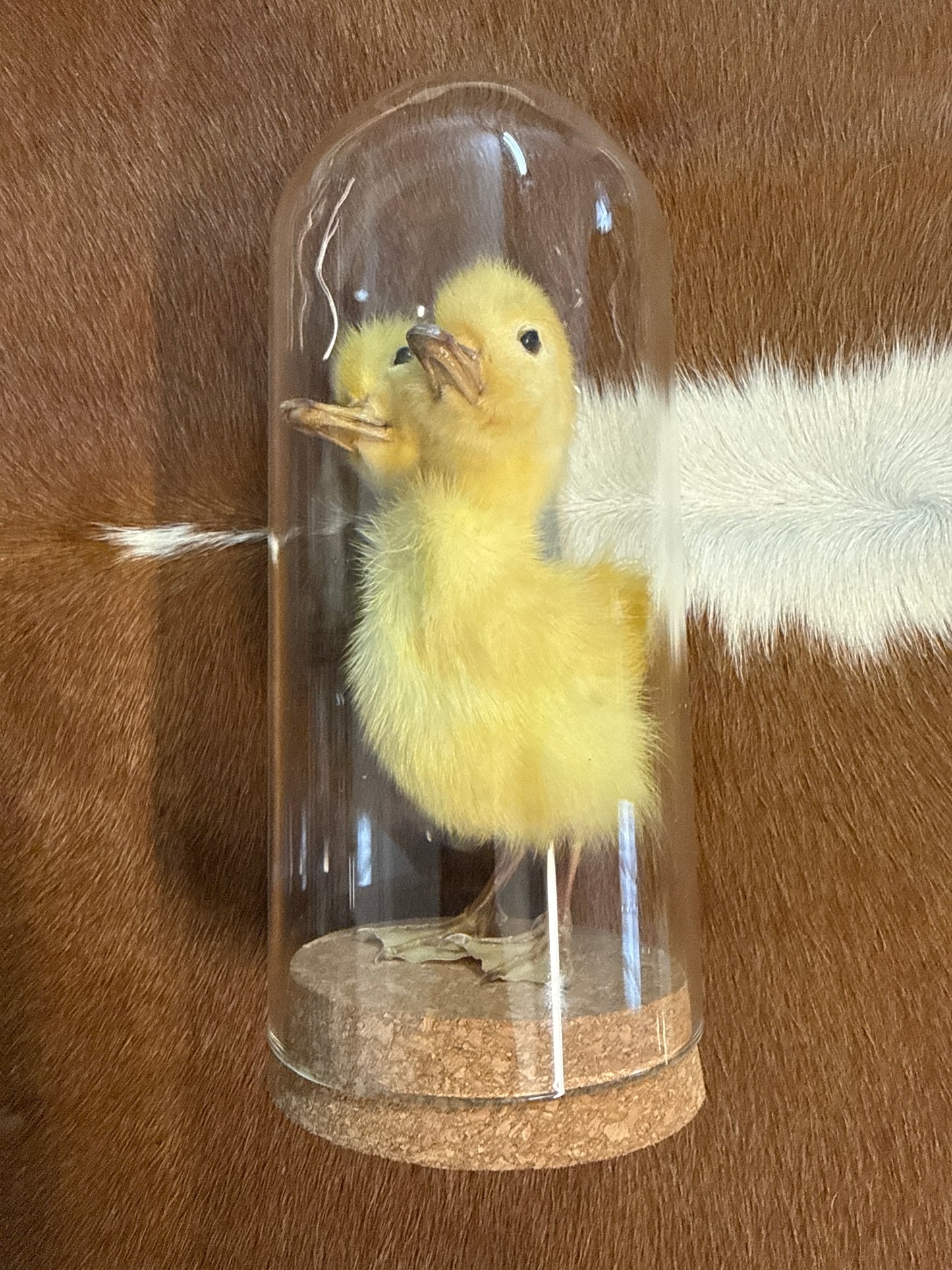 Two Headed Taxidermy Duckling Dome
