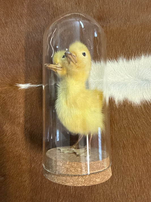 Two Headed Taxidermy Duckling Dome