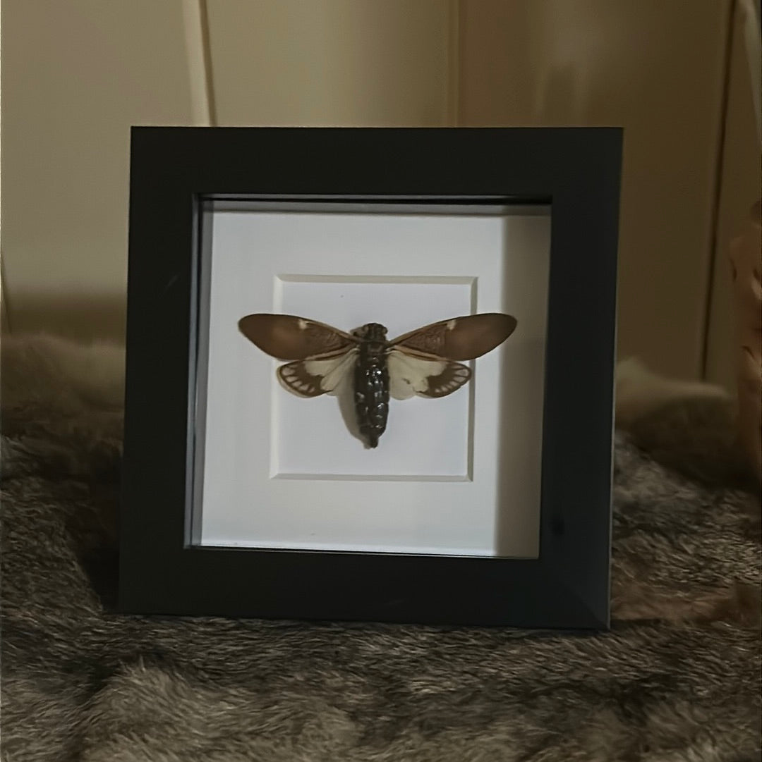Paratalainga Yunnanensis Cicada in a frame