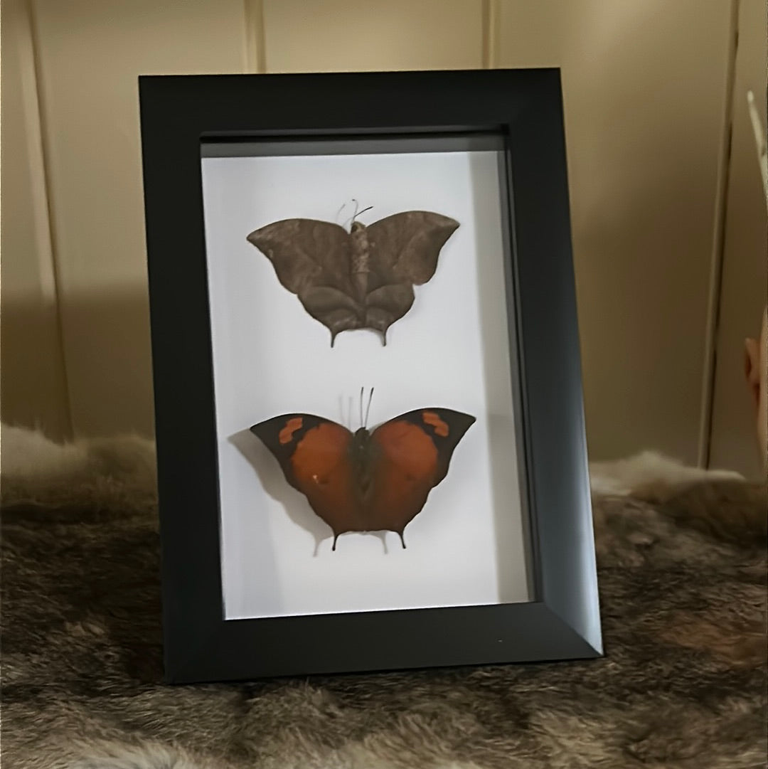Fountainea tehuana Butterfly duo frame