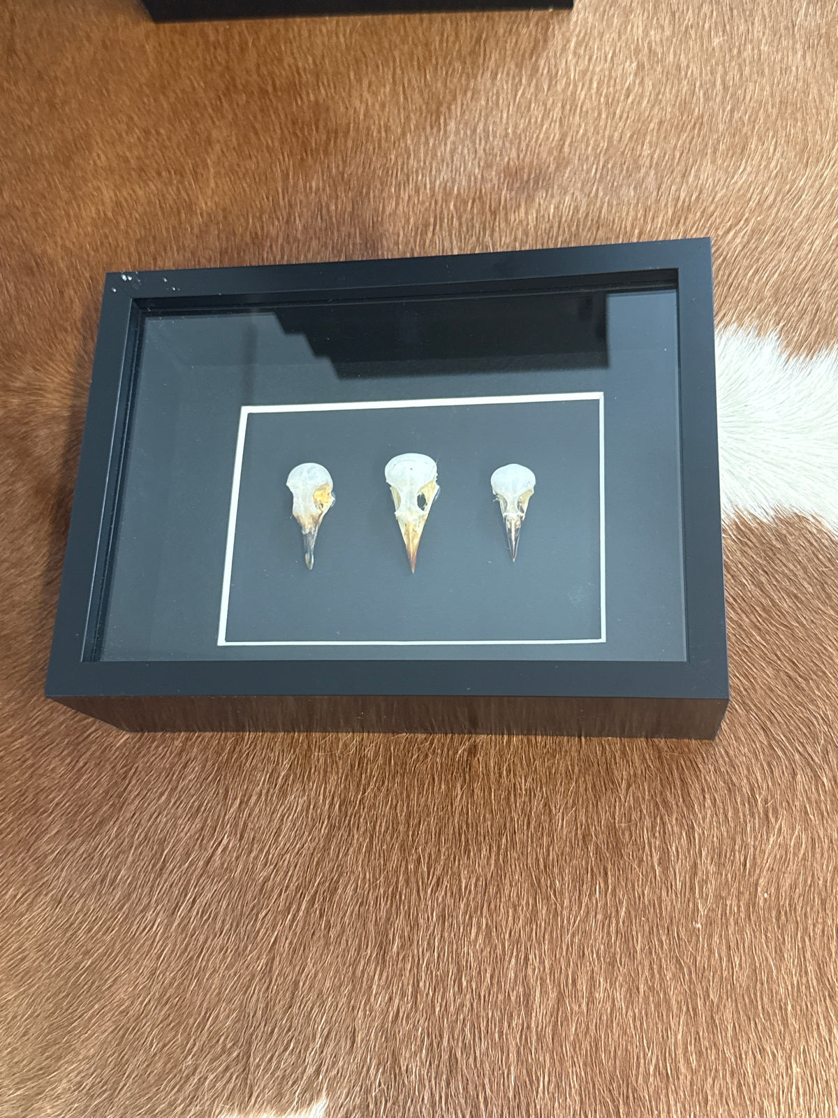 Bird Skull Trio Frame