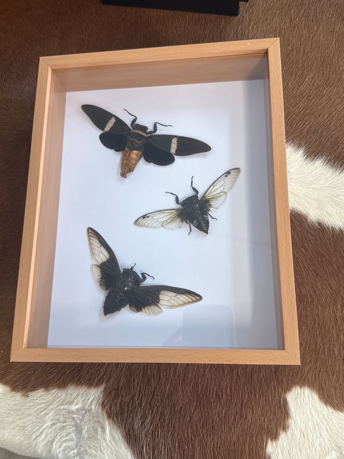 Cicada Trio Frame
