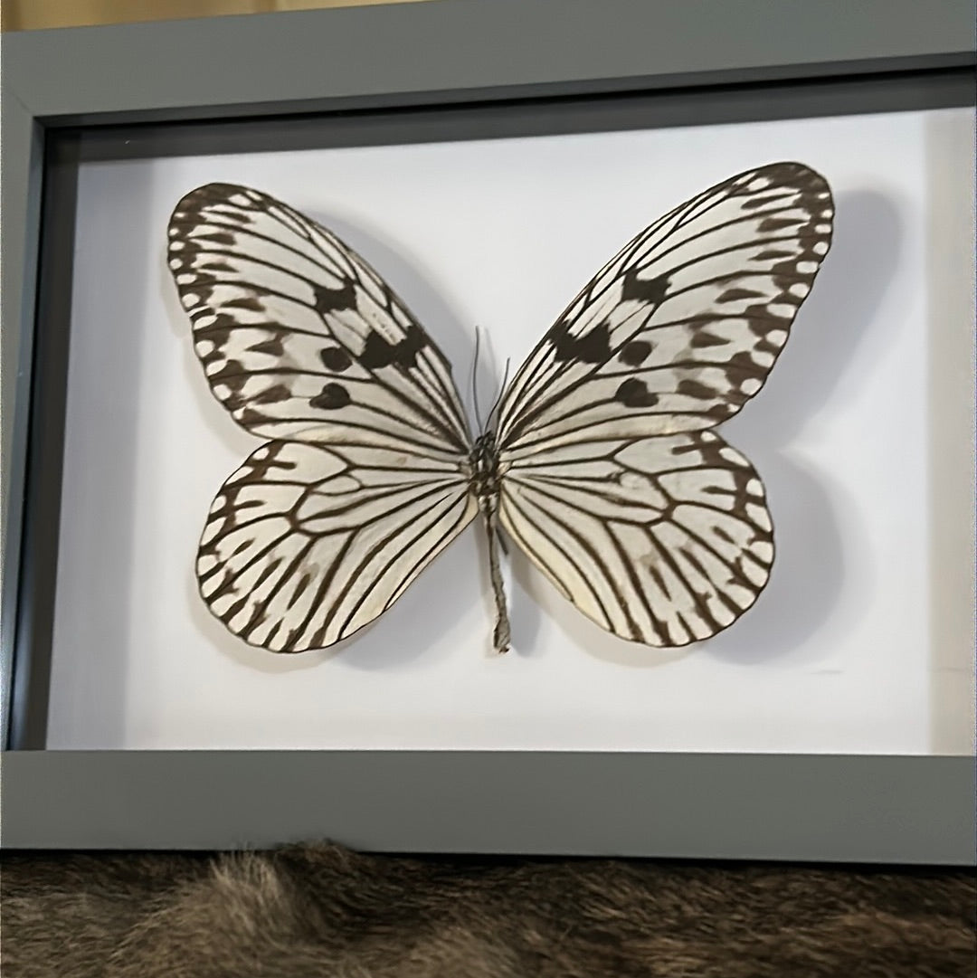 Idea idea Butterfly in a frame