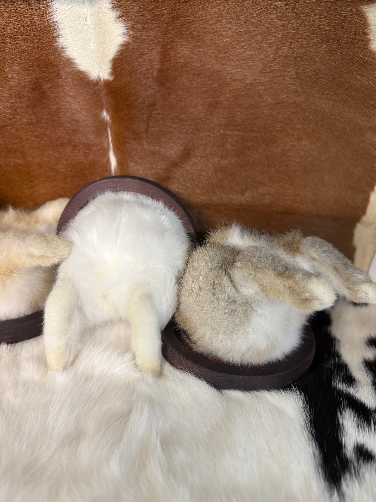 Taxidermy Bunny Butt Wall Mount - Pumpkin Cat Collectables