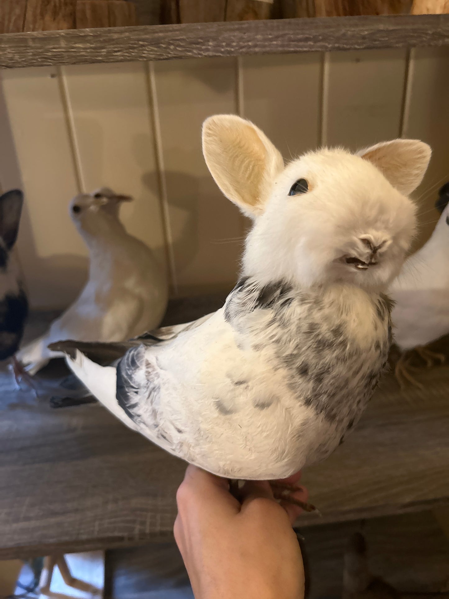 Bunny Bird "Benny"