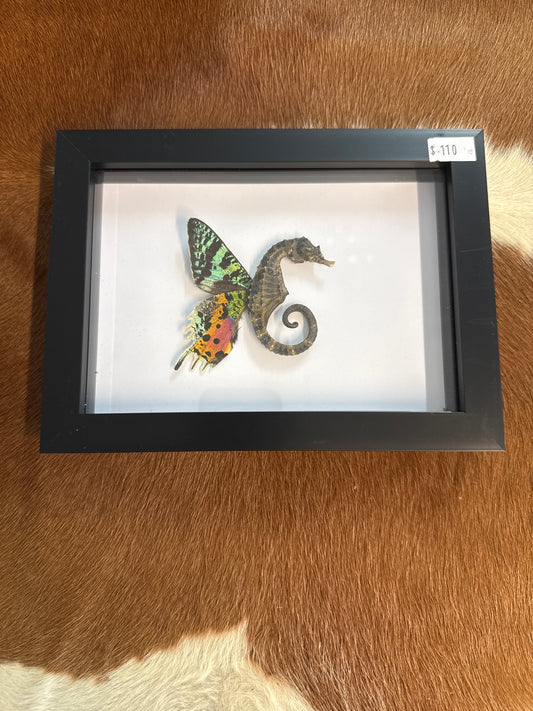 Sea ‘Fairy’ Frame