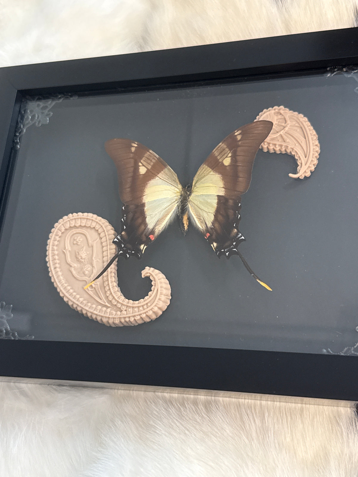 Eurytides serville Butterfly in a Frame
