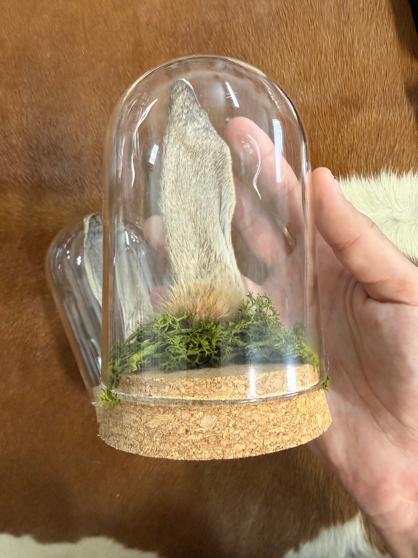 Rabbit Ear Dome - Pumpkin Cat Collectables