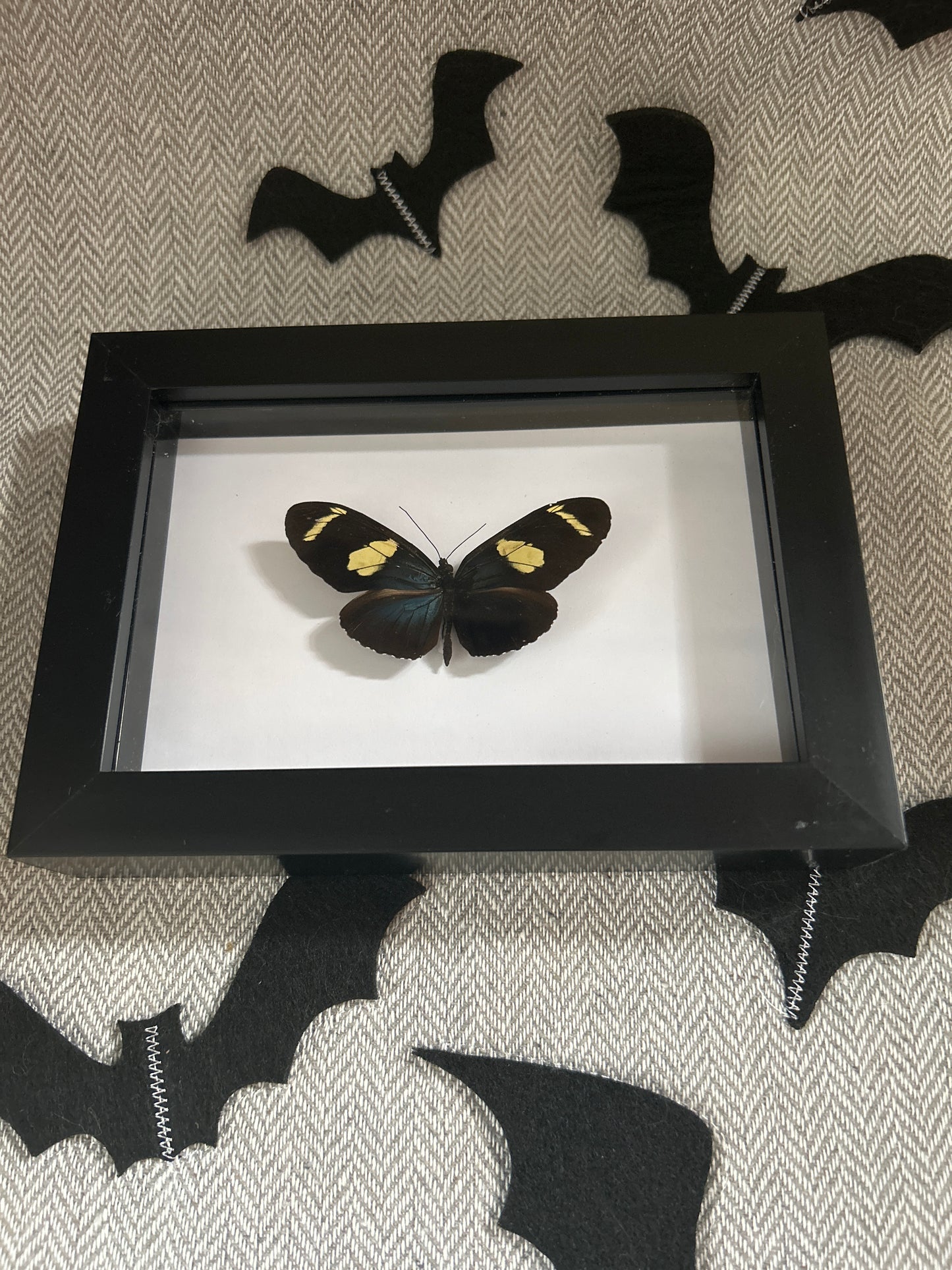 Heliconius wallacei Butterfly Frame