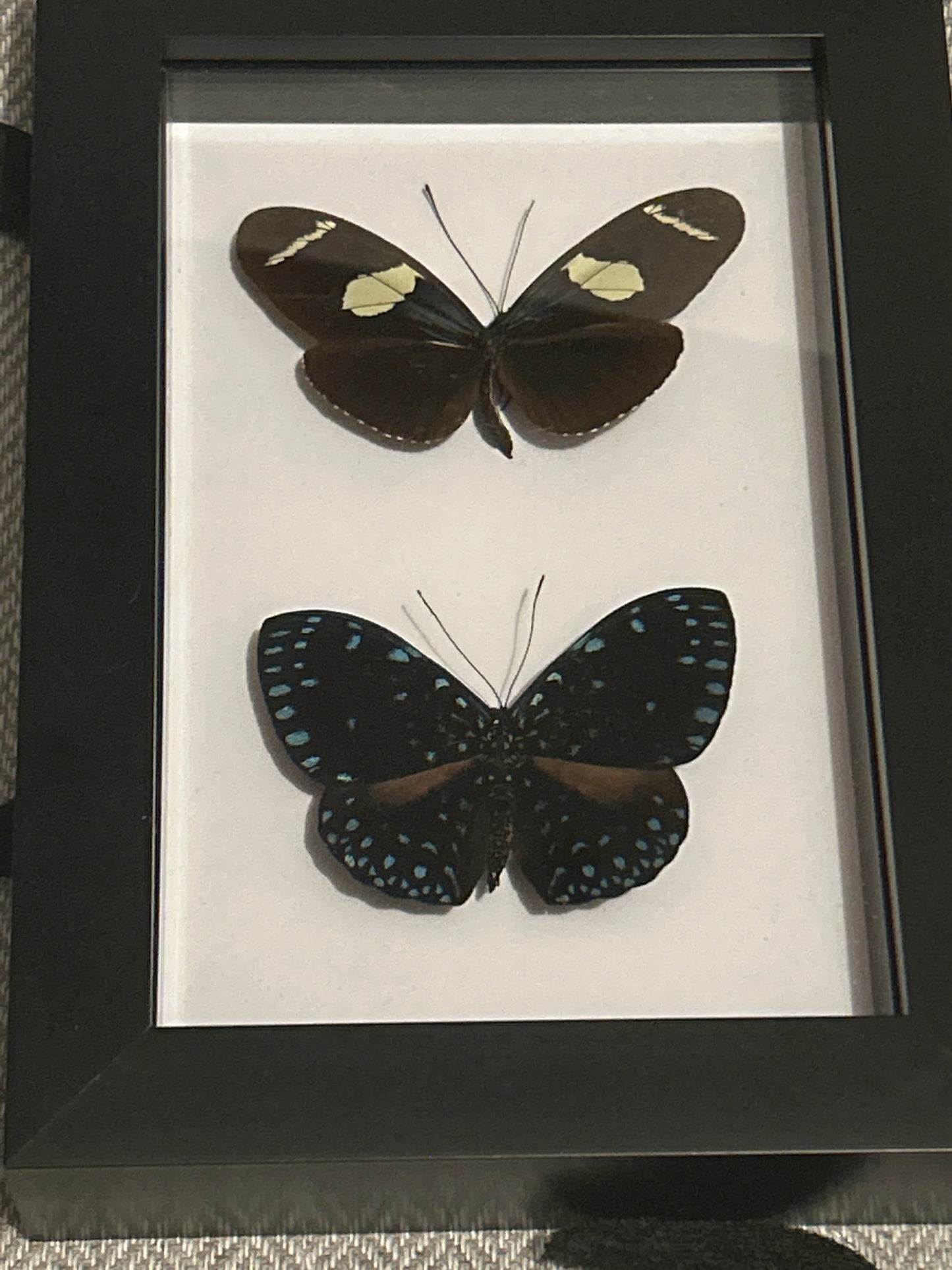 Blue Butterfly Duo Frame