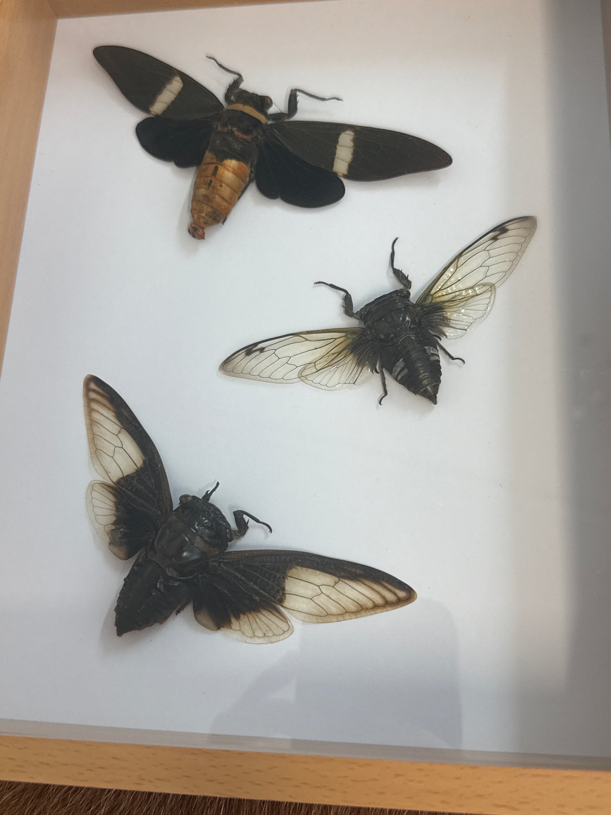 Cicada Trio Frame
