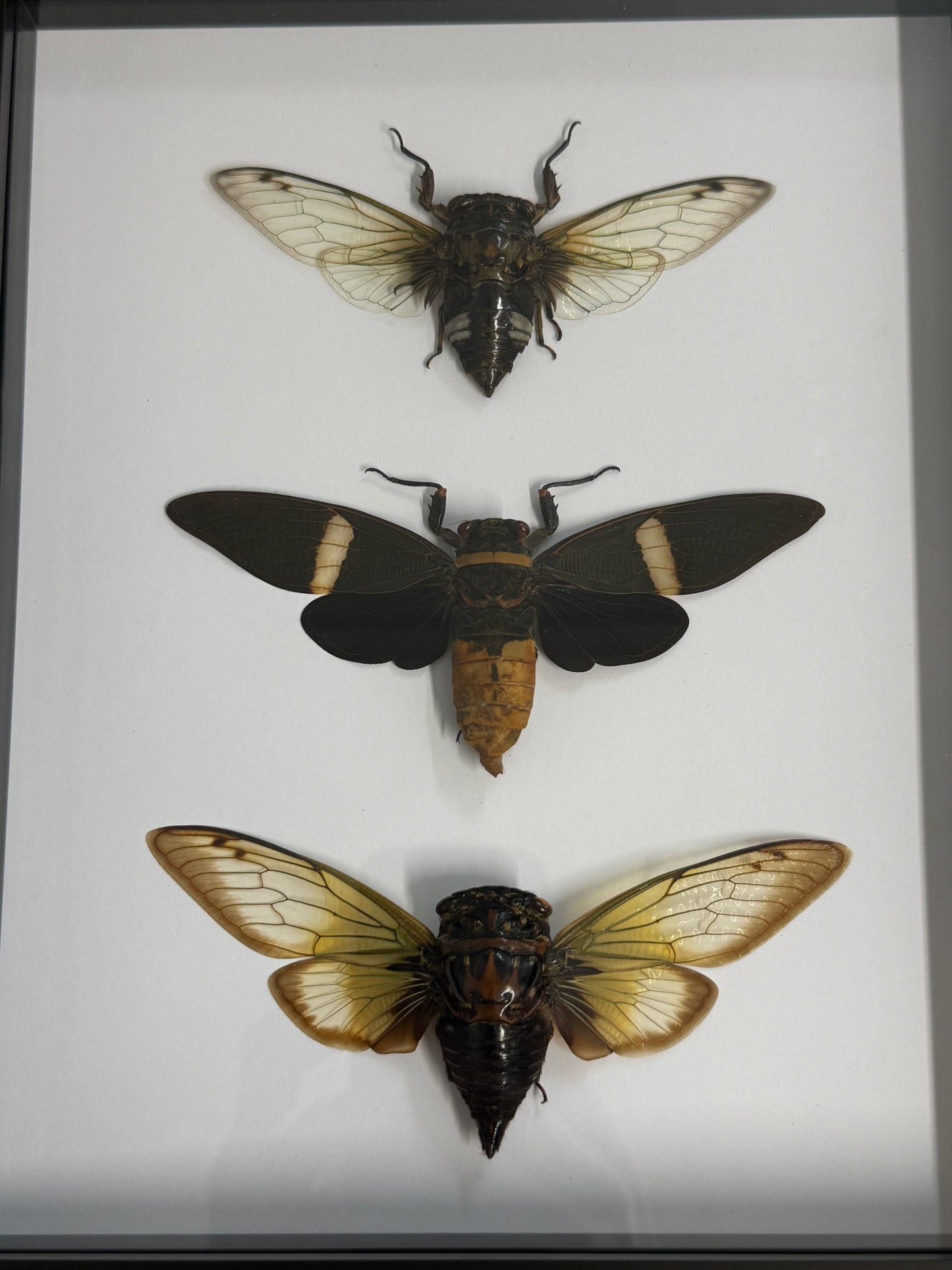 Cicada Trio Frame