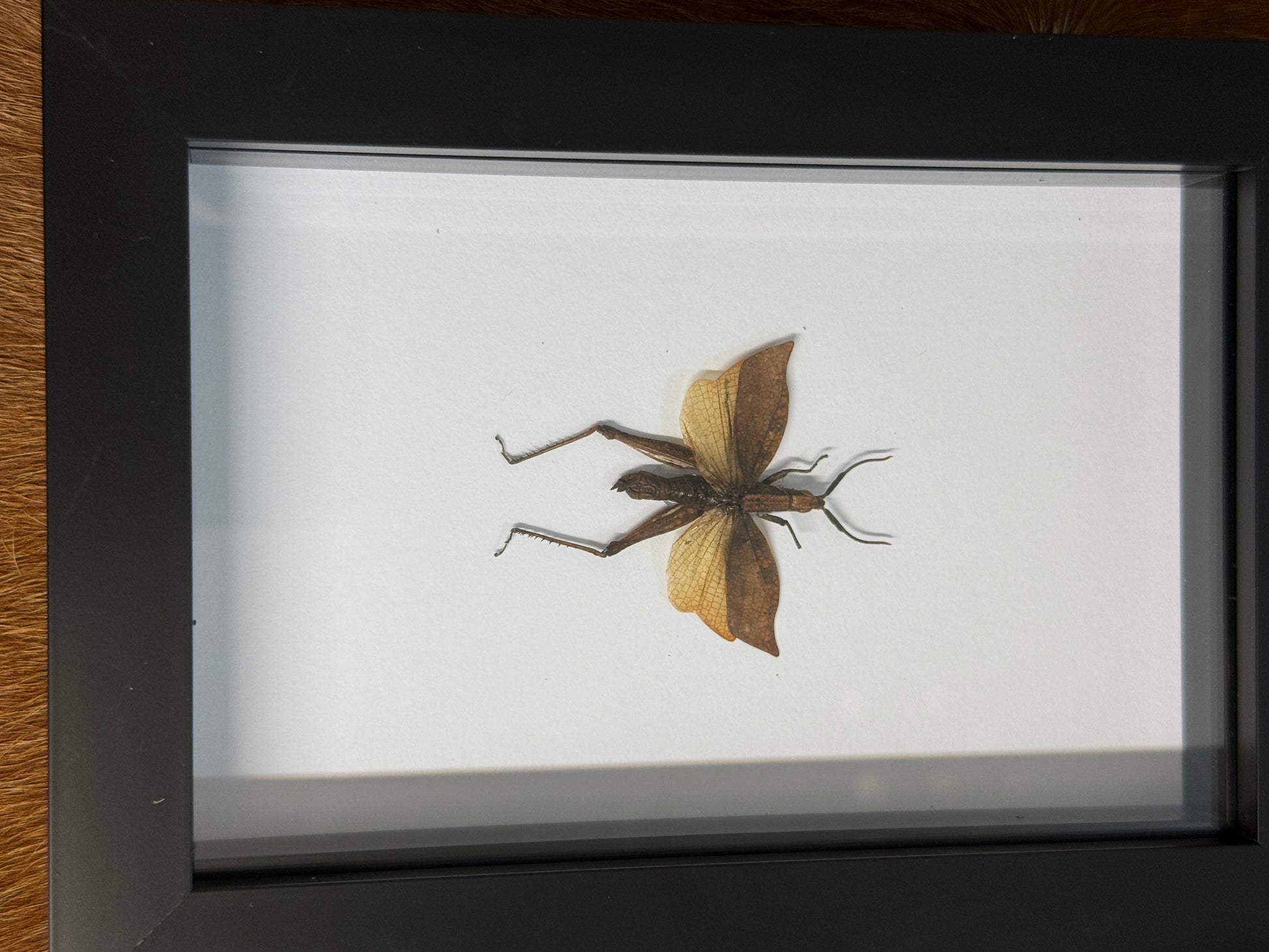 Trignopteryx celebesia Grasshopper Frame - Pumpkin Cat Collectables