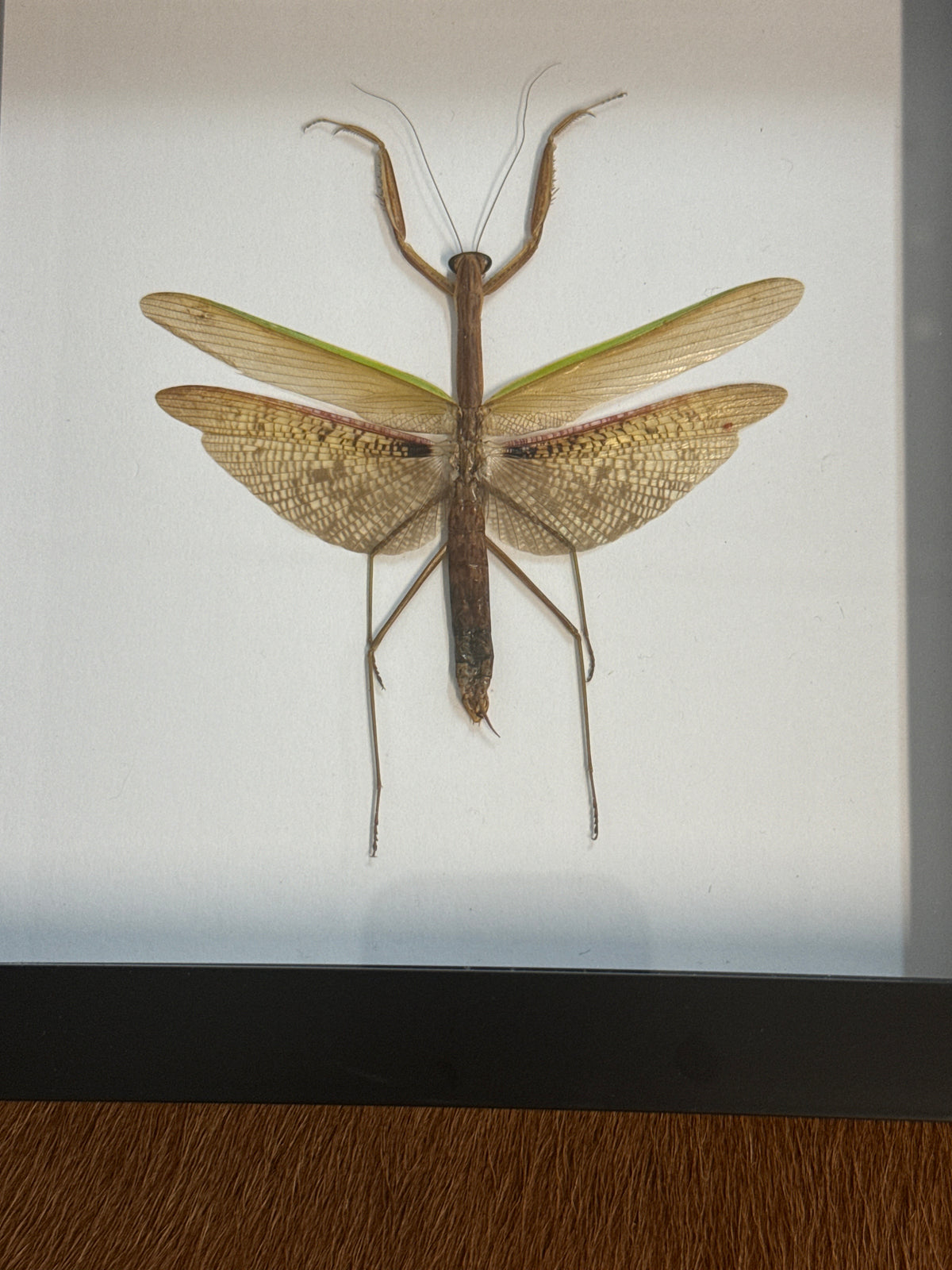 Giant Japanese Mantis - Tenodera avidfolia Frame