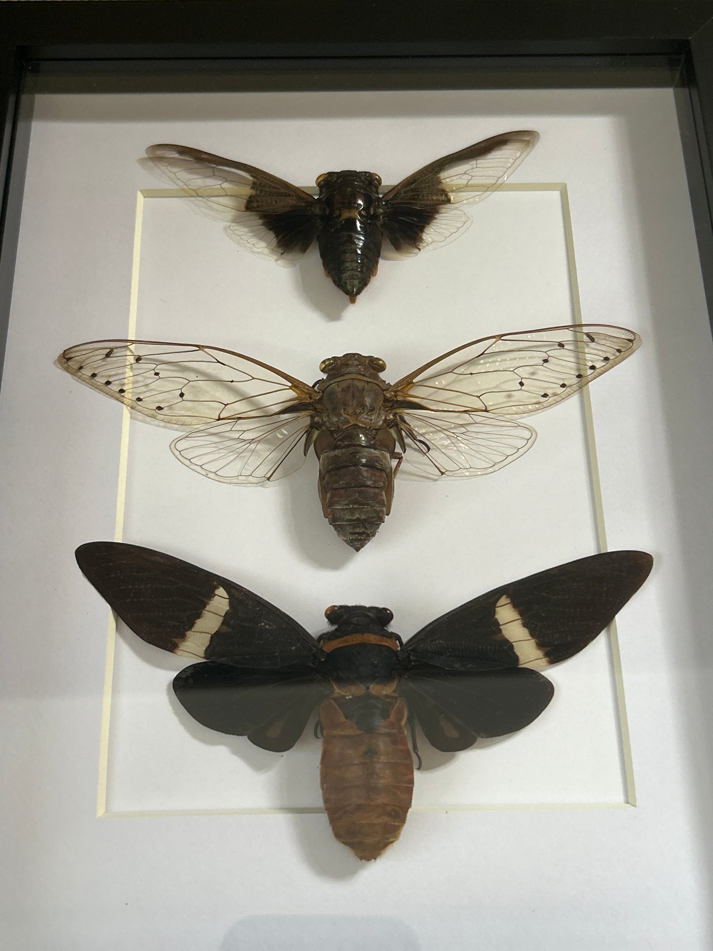 Cicada Trio Frame