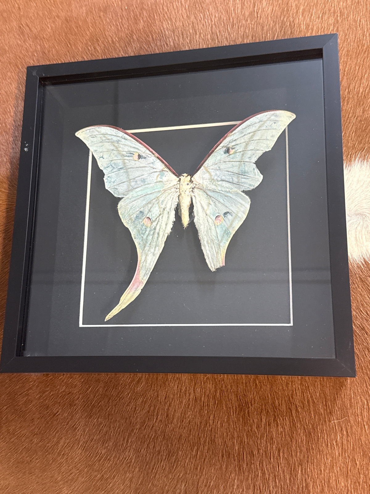 Luna Moth in a Frame