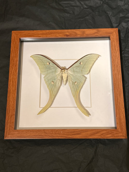 Luna Moth in a frame