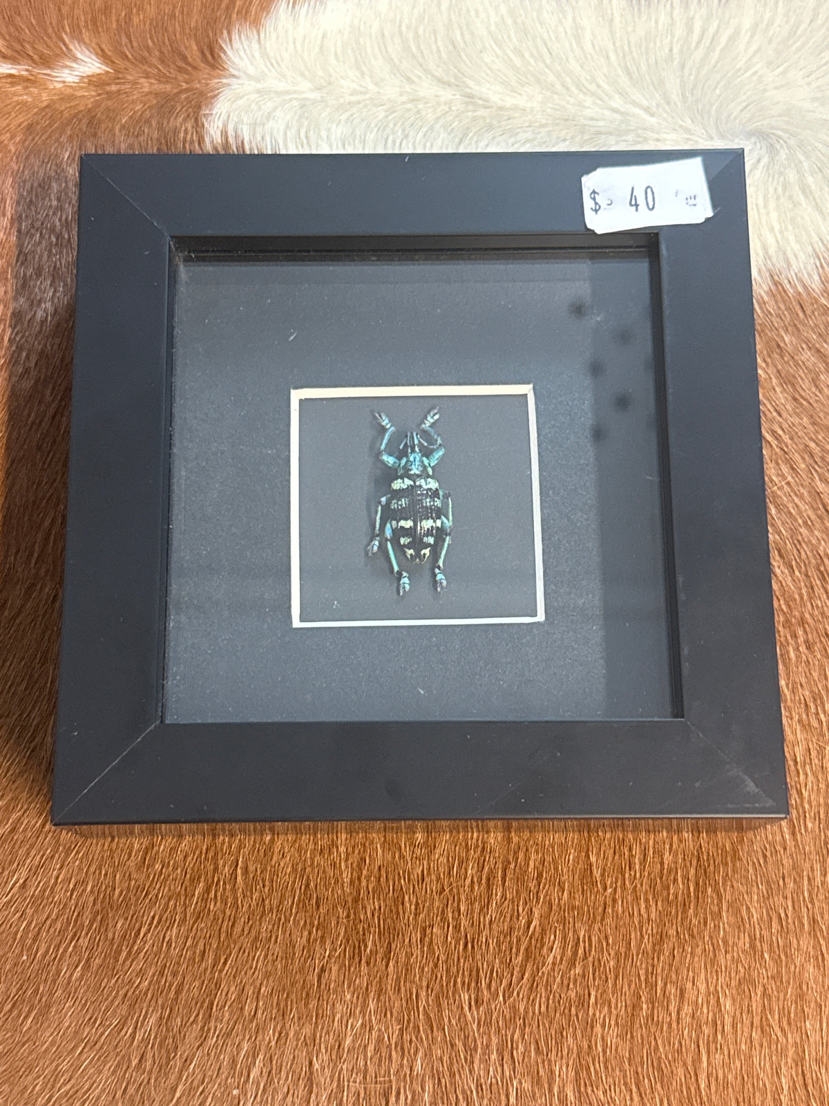 Eupholus linnei Weevil in a Frame