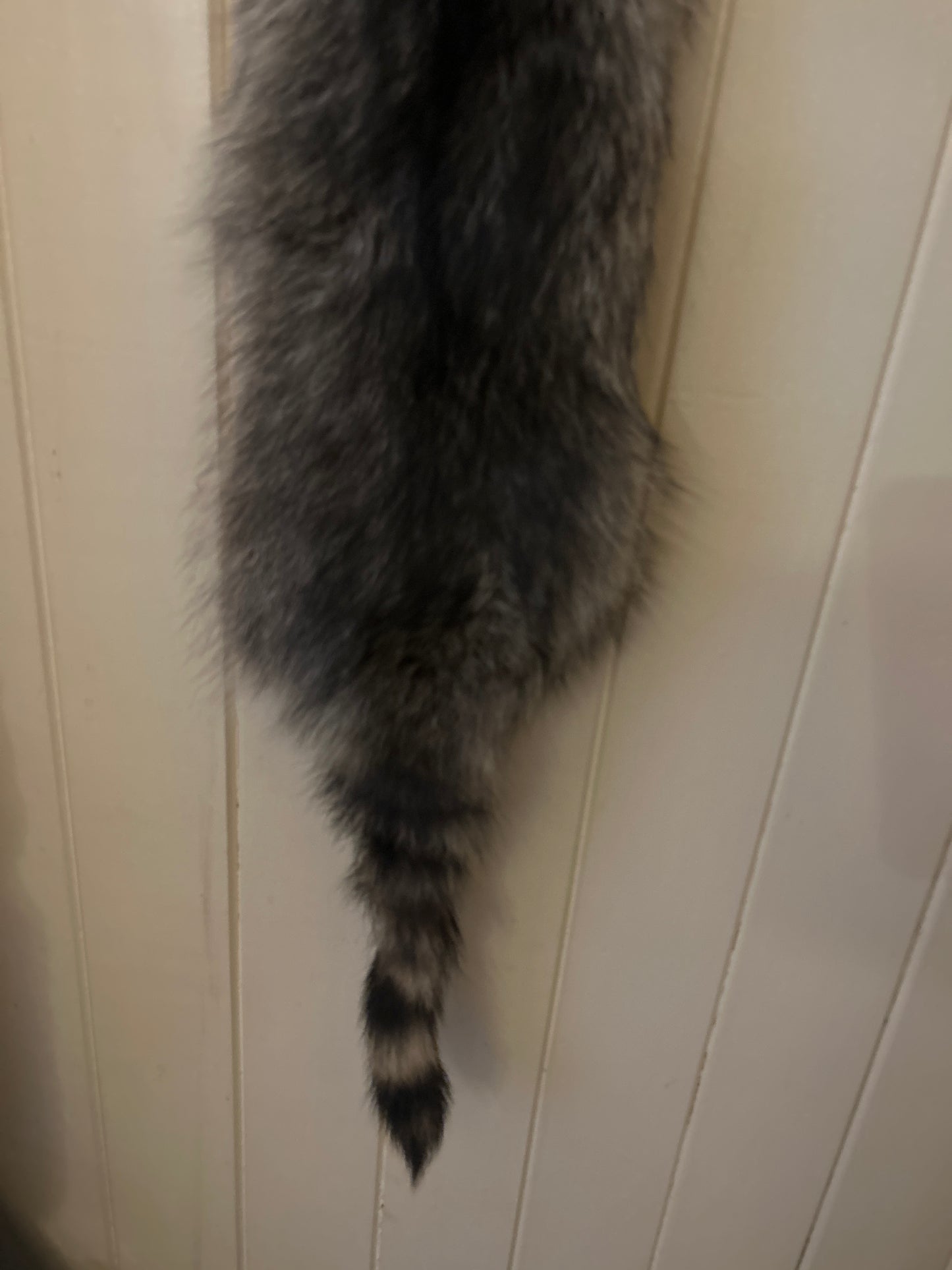 Raccoon Pelt