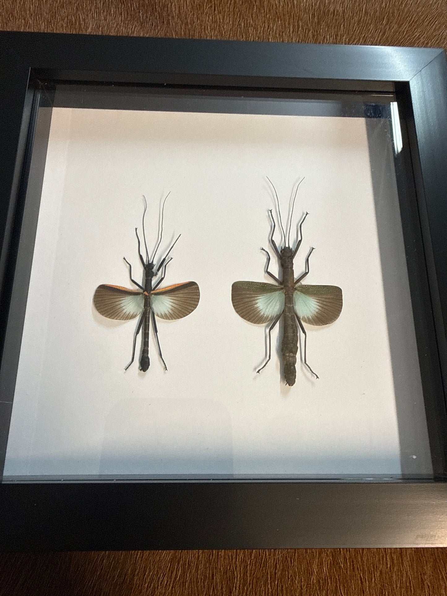 Orthomeria versicolor M&F Duo Frame