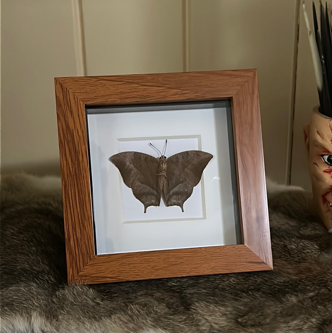 Fountainea tehuana Butterfly in a frame