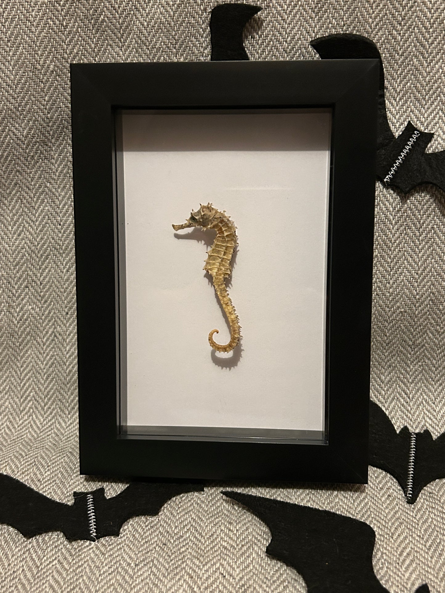 Seahorse in a Frame