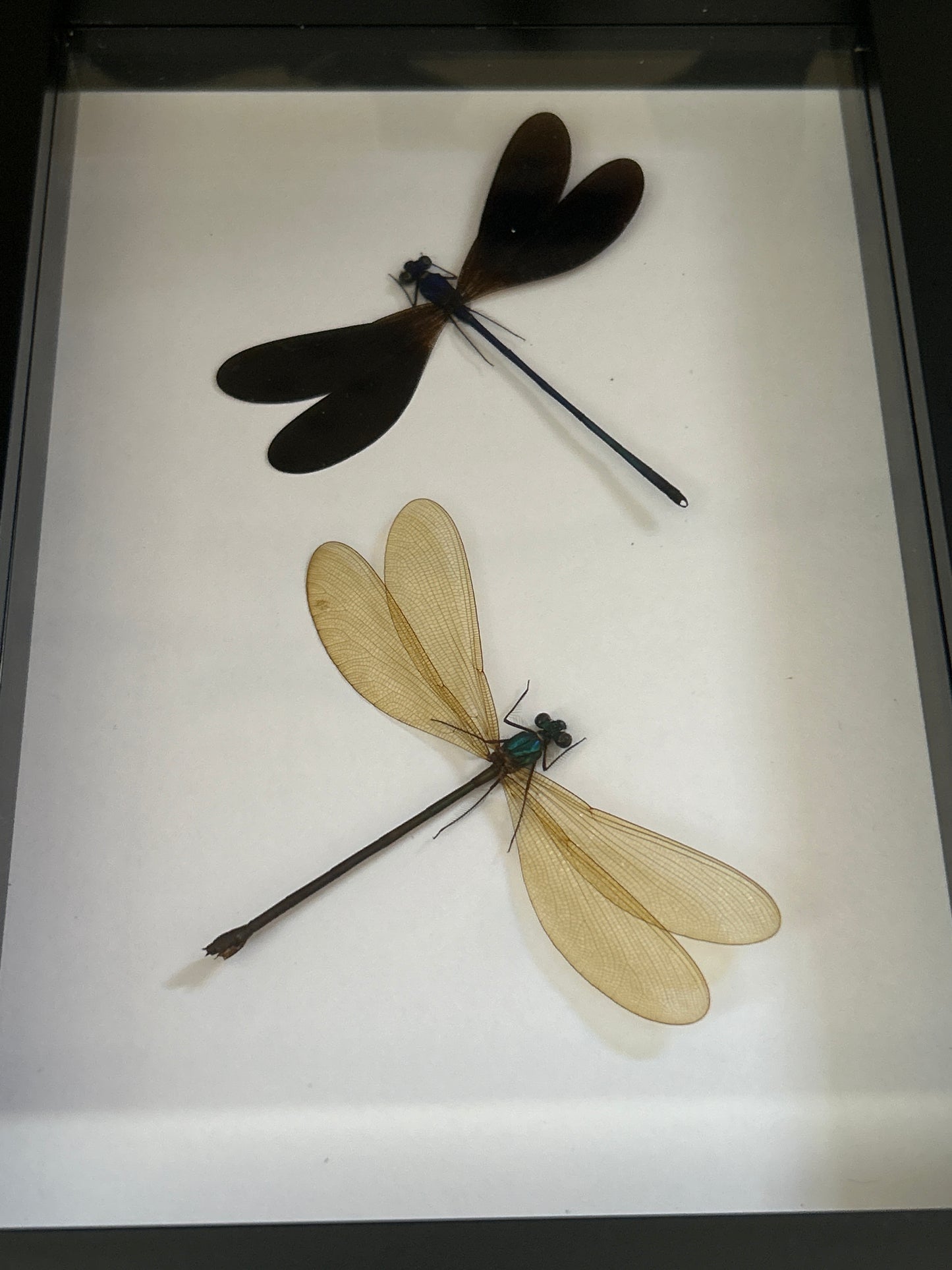 Vestalis luctuosa Damselfly duo in a frame