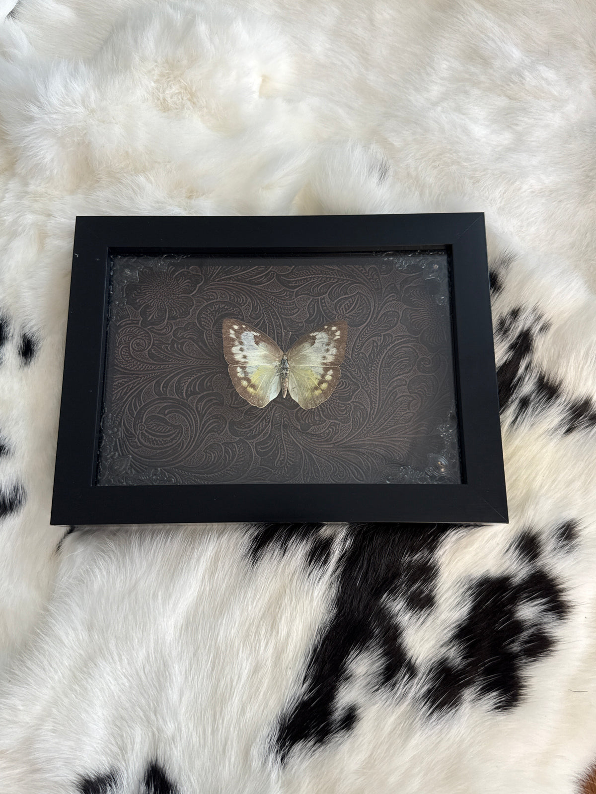 Black & White Buttedfly in a Frame