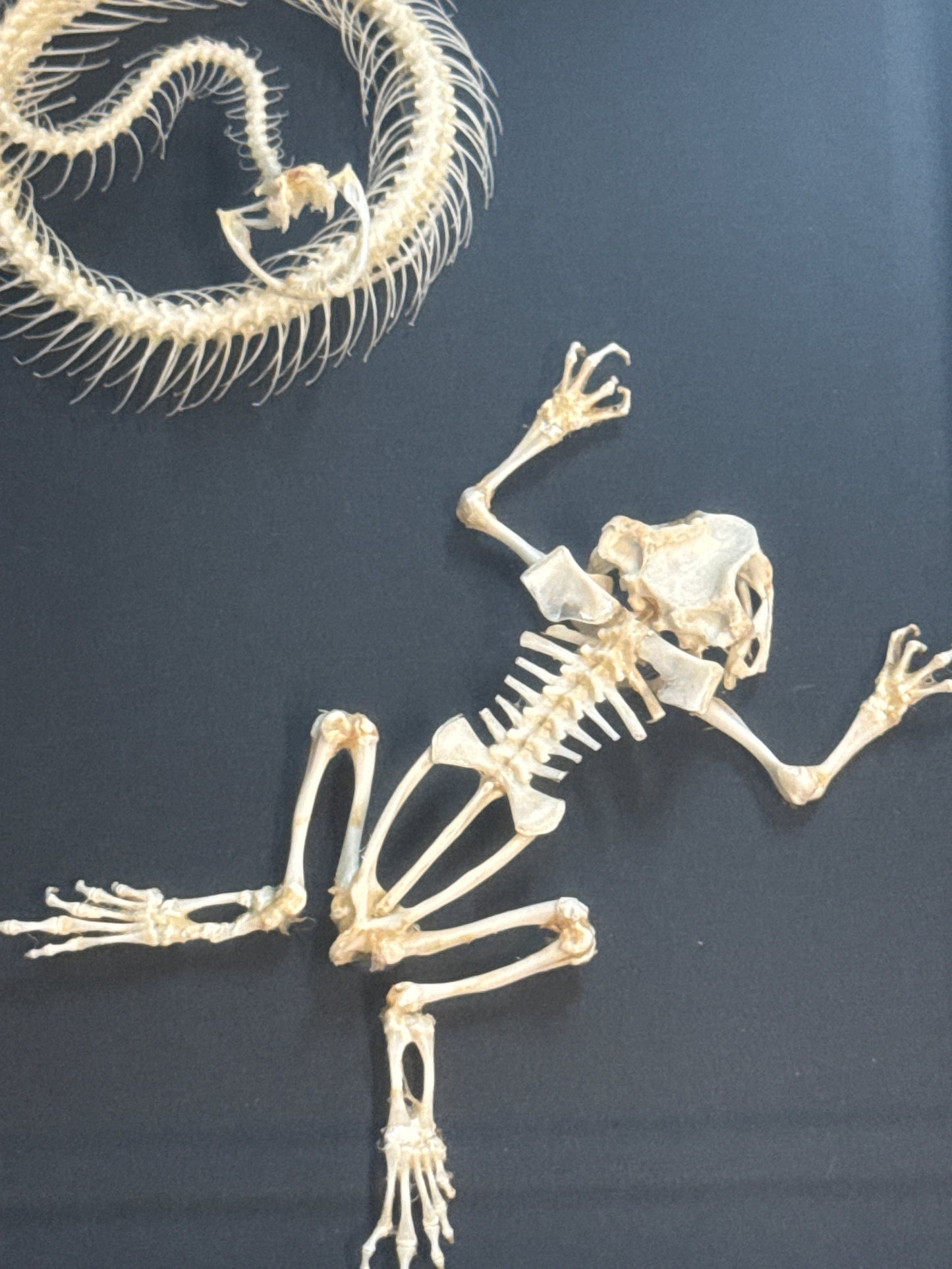 Snake & Toad Skeleton Frame
