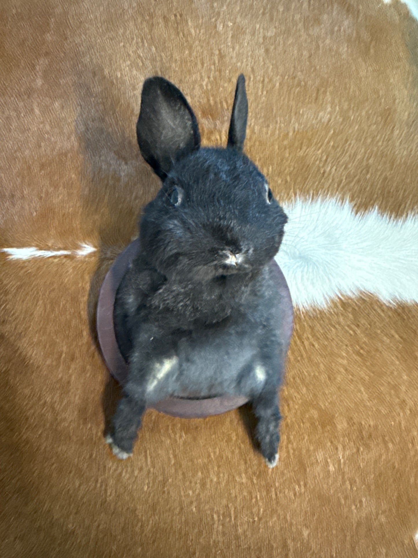 Bunny Bust Wall Mount 'Amaya'