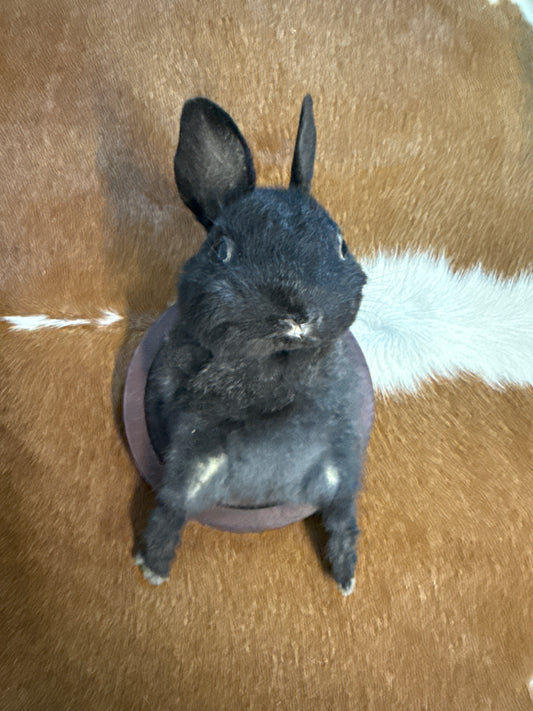 Bunny Bust Wall Mount 'Amaya'