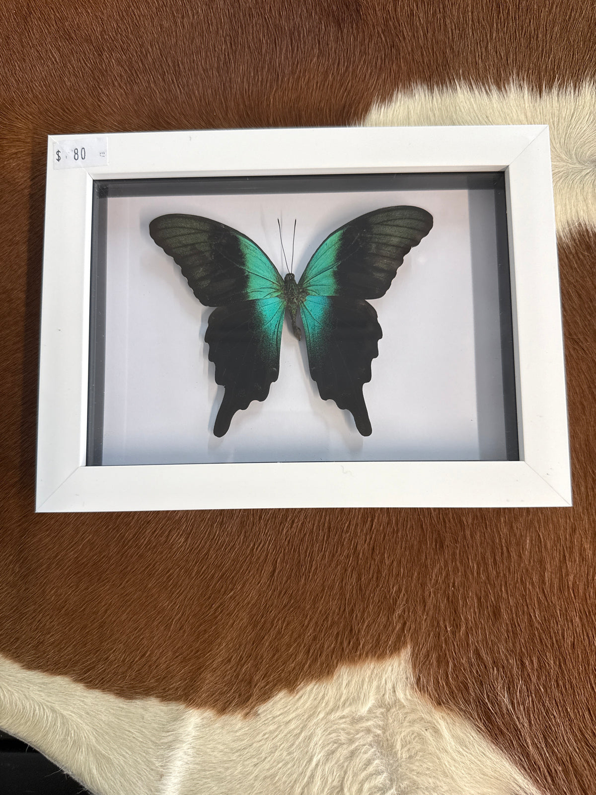 Papilio peranthus Butterfly in a Frame