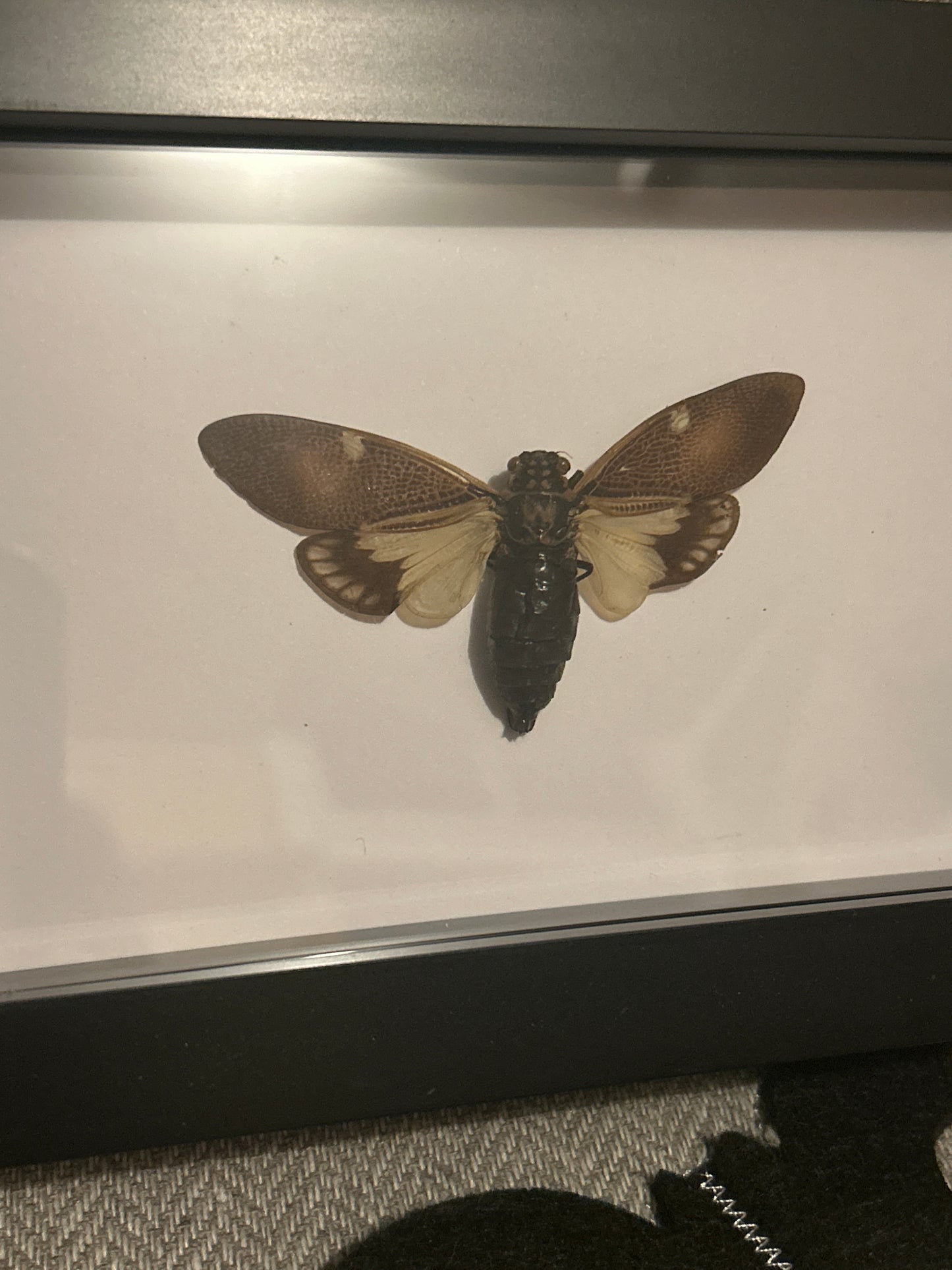 Paratalainga Yunnanensis Cicada in a frame