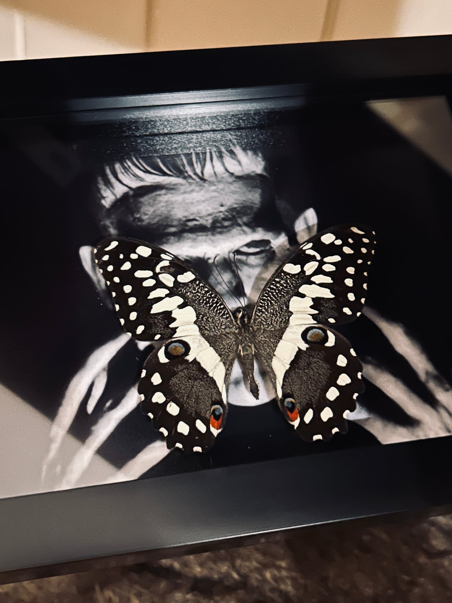 Frankenstein Papilio demoleus libanius Frame