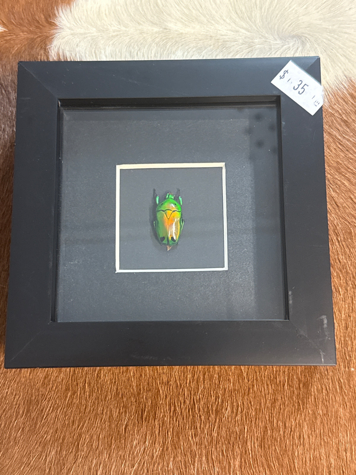 Heterorrhina sexmaculata Beetle in a Frame