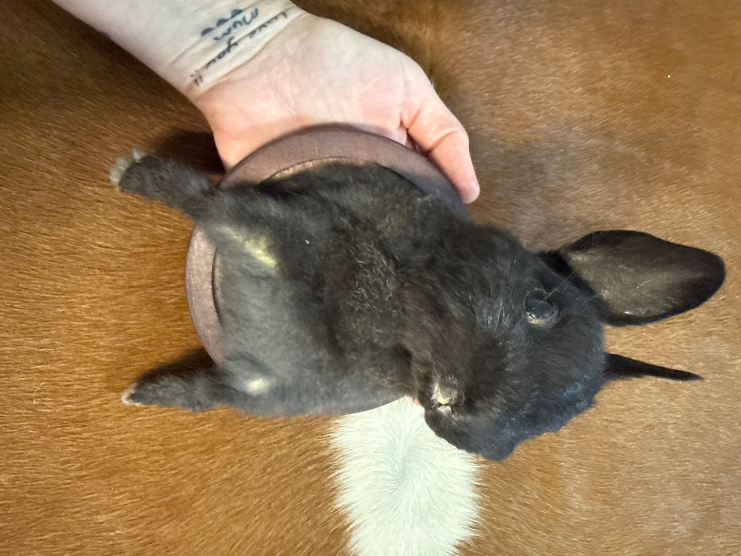 Bunny Bust Wall Mount 'Amaya'