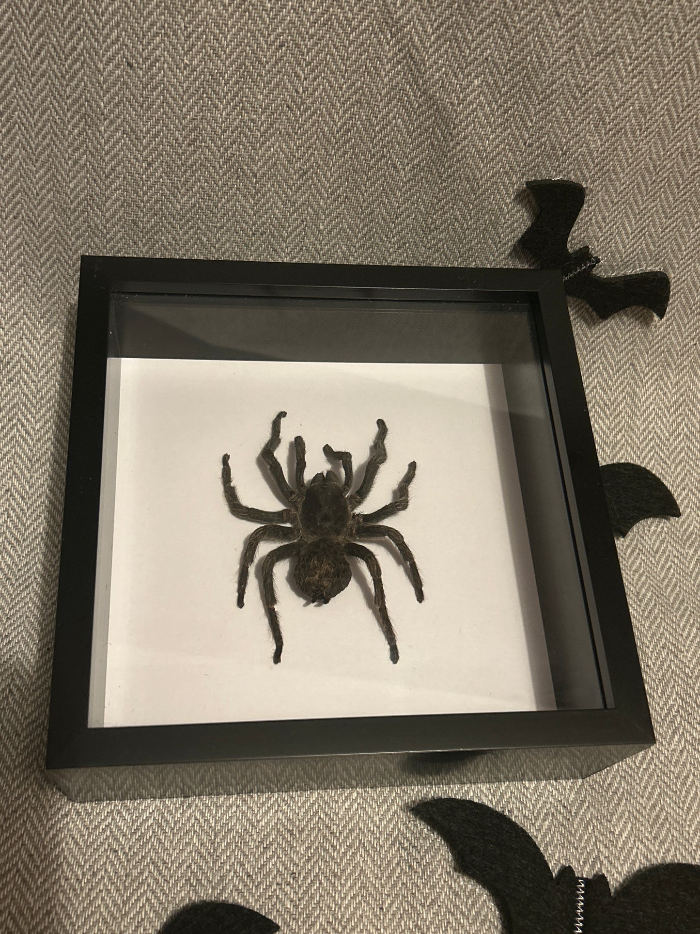 Hapalotremus carabaya Tarantula frame