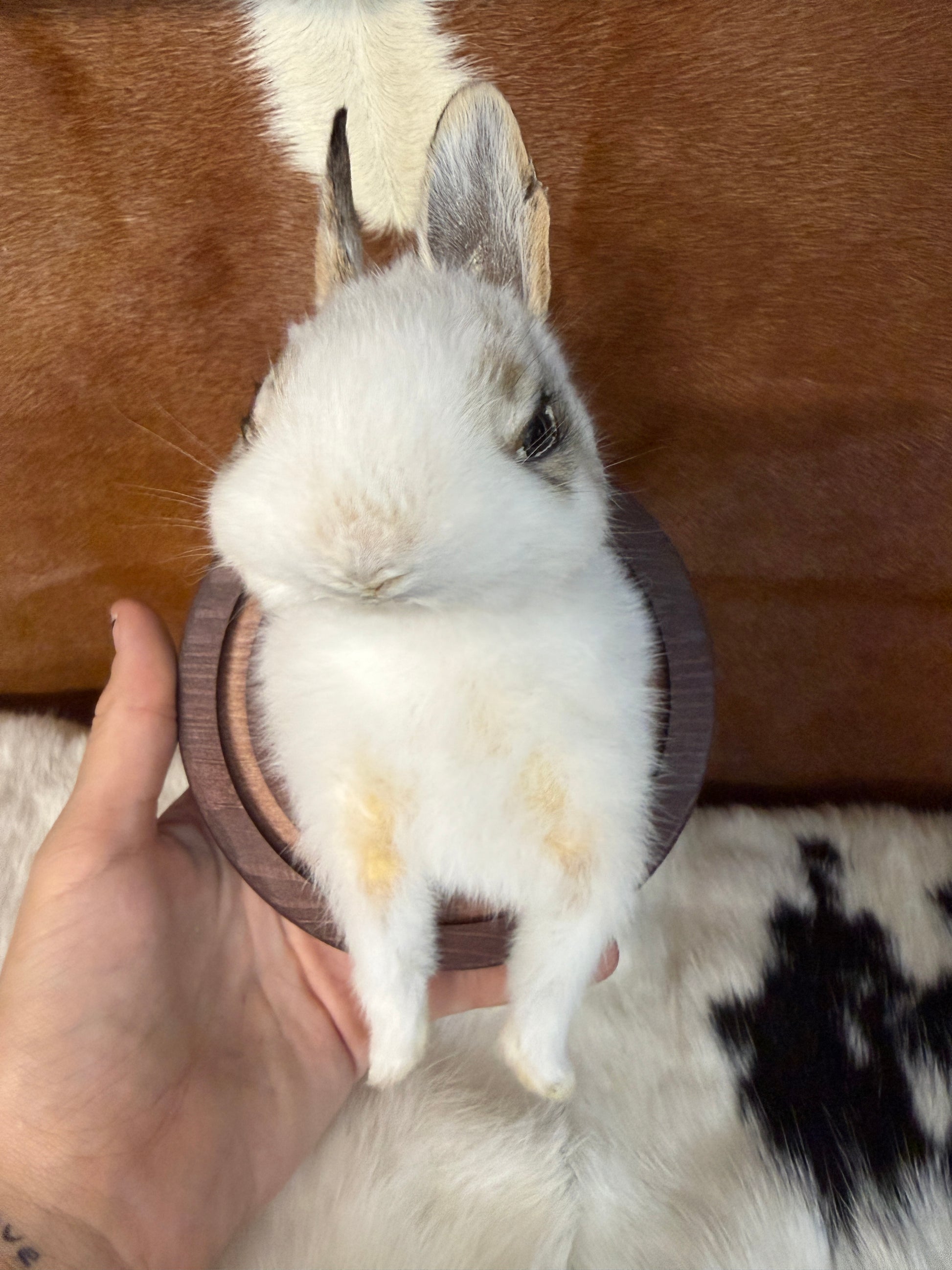 Bunny Bust Wall Mount 'Nibbler' - Pumpkin Cat Collectables