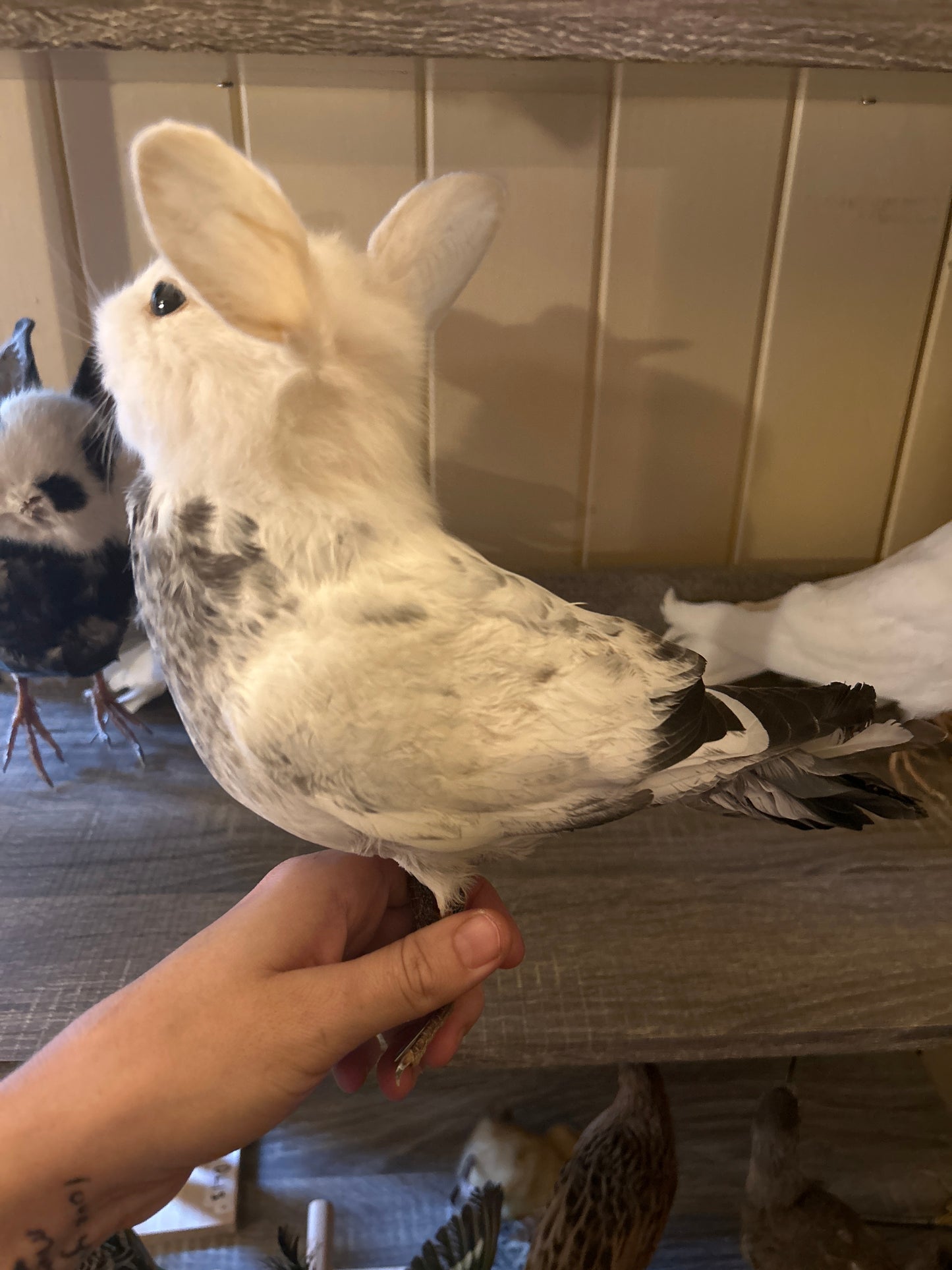 Bunny Bird "Benny"