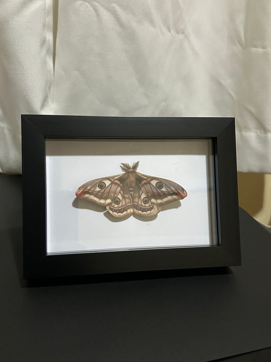 Replica Emperor Moth (Saturnia pavonia) Frame