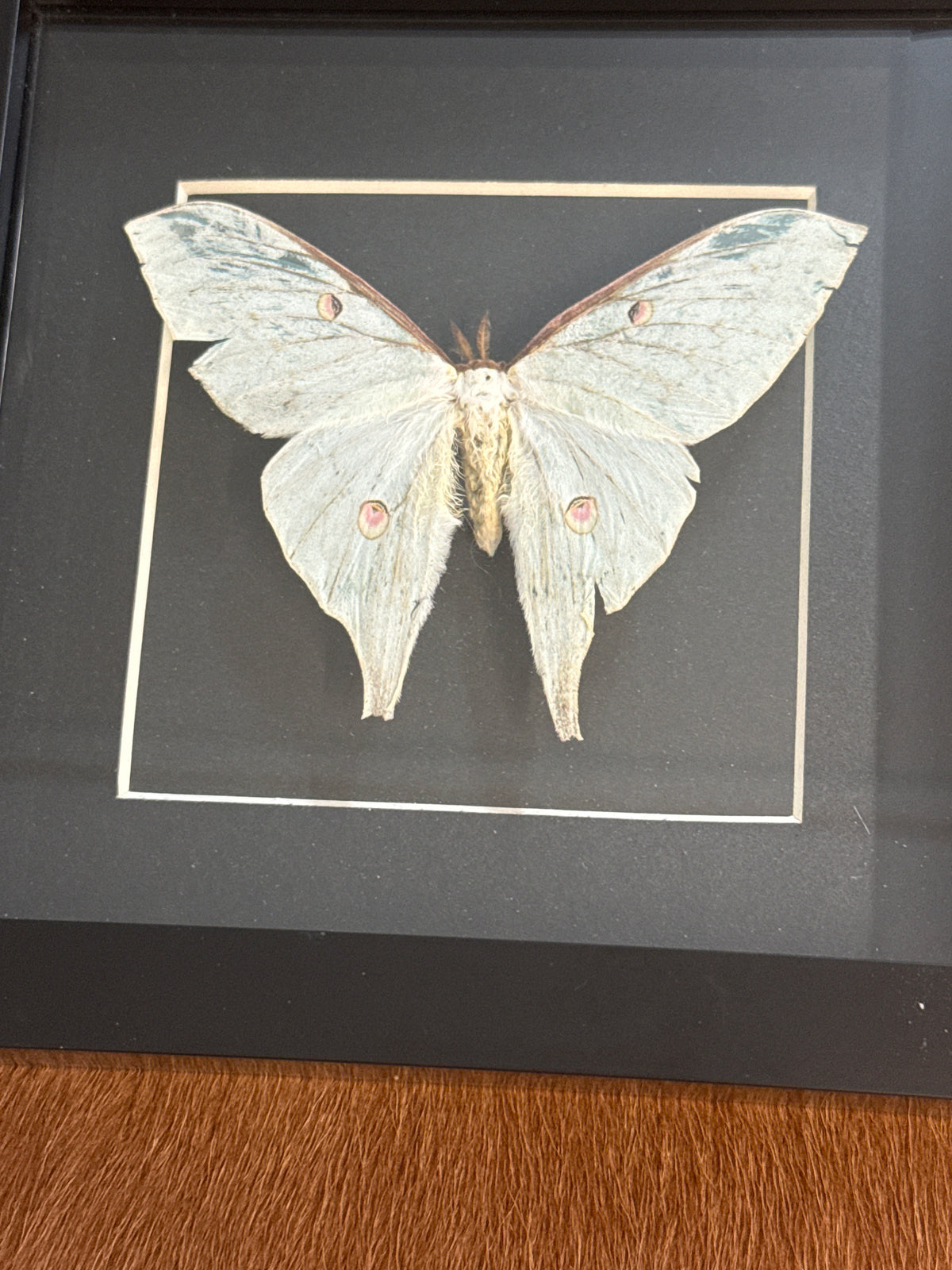 Luna Moth in a Frame