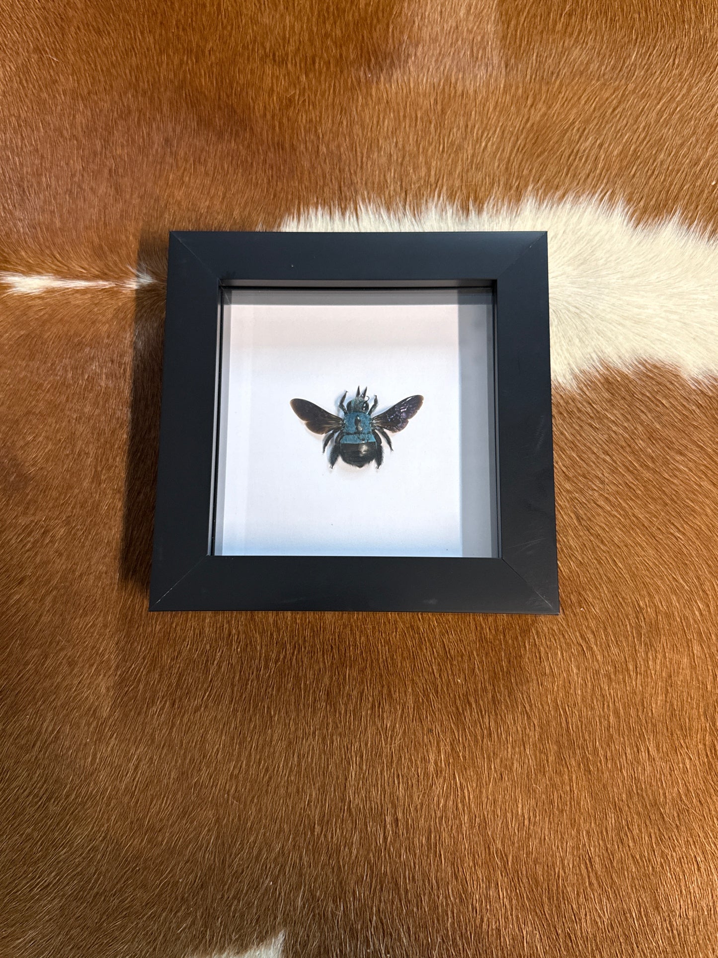Xylocopa caerulea (female) Bee in a frame