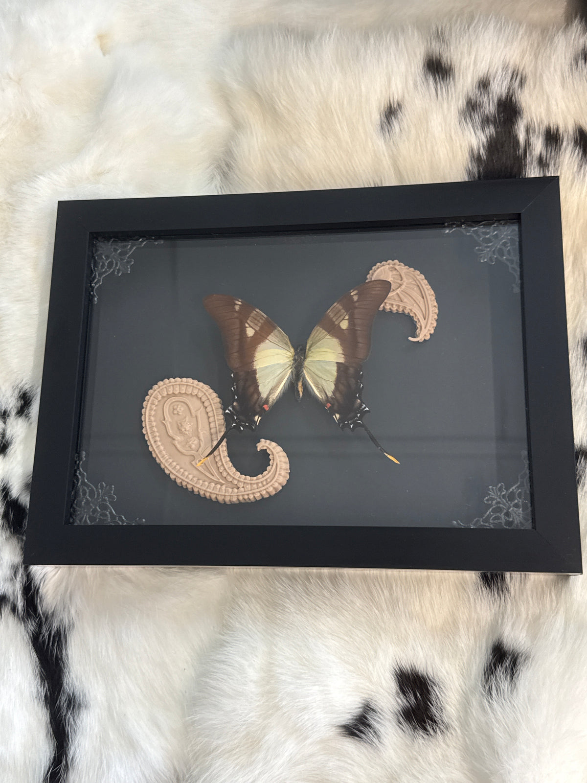 Eurytides serville Butterfly in a Frame