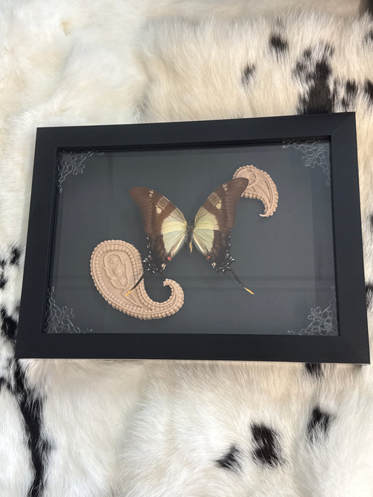 Eurytides serville Butterfly in a Frame