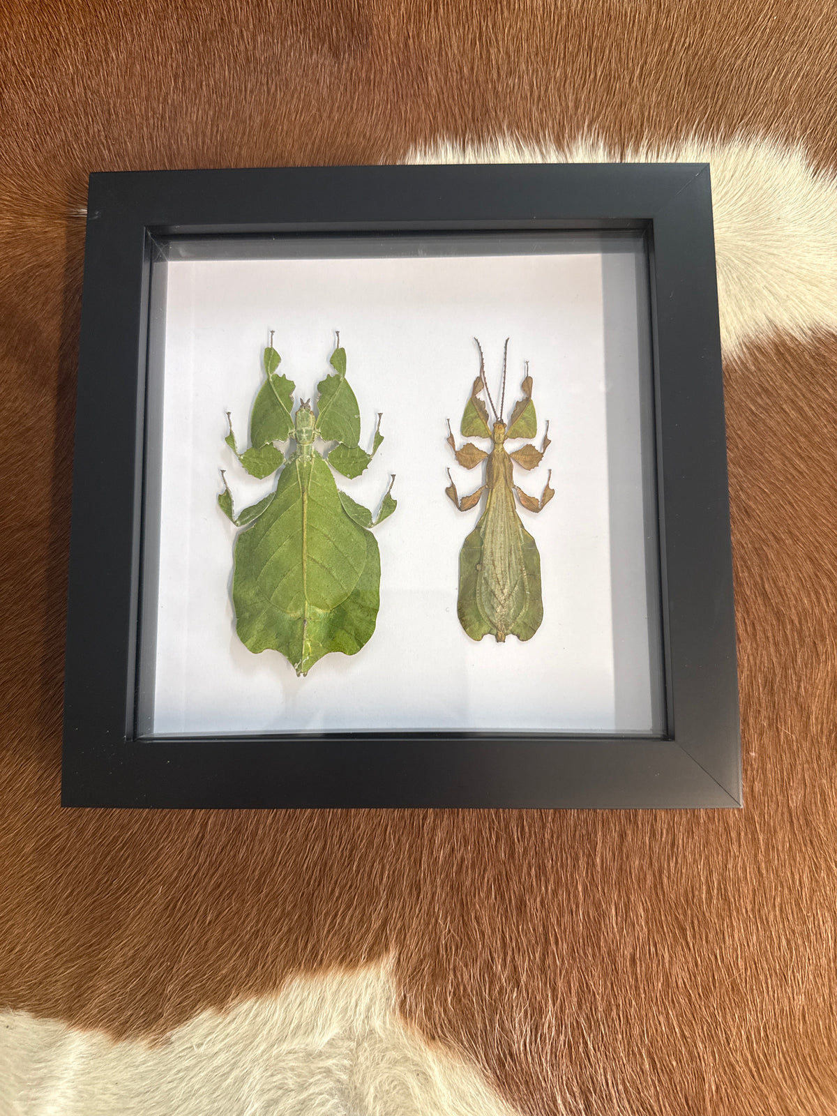 Phyllium pulchrifolium Leaf Insect Frame - Male & Female Duo