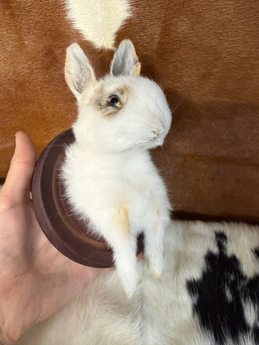 Bunny Bust Wall Mount 'Nibbler' - Pumpkin Cat Collectables