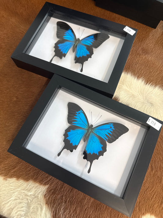 Papilio Ulysses Butterfly in a Frame